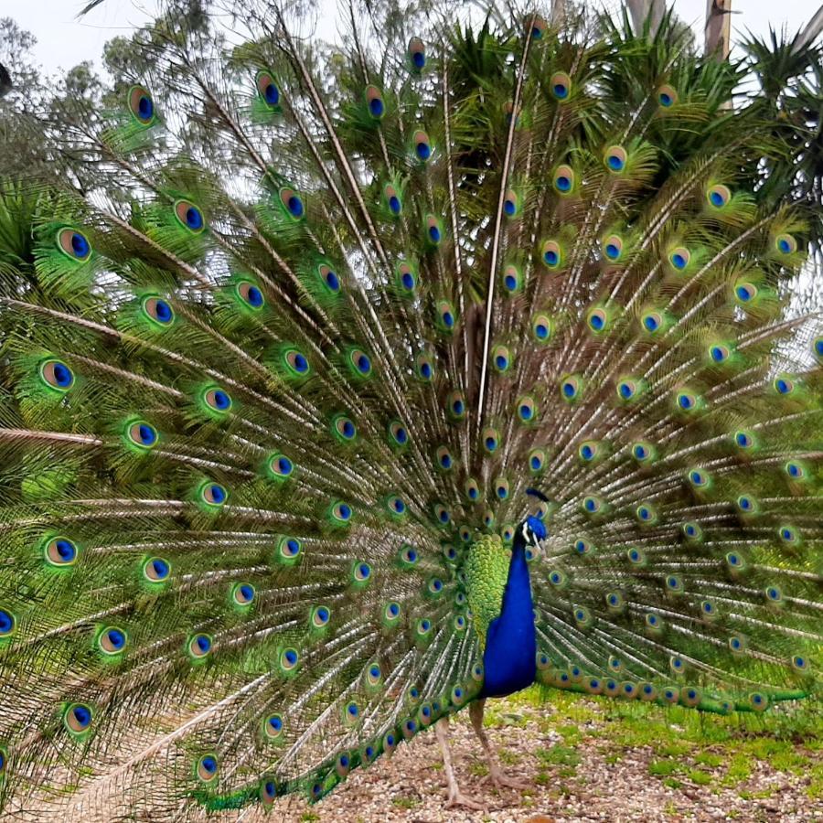 Quinta Pedagogica Da Samoqueirinha - Duna Parque Resorts & Hotels فيلا نوفا دو ميلفونتس المظهر الخارجي الصورة